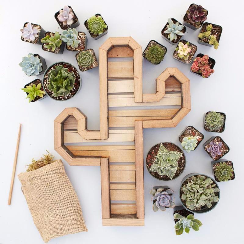 Redwood Cactus Kit