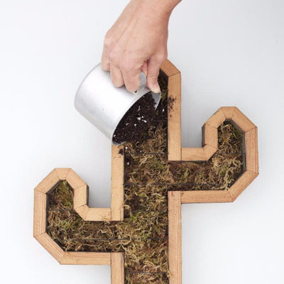 Redwood Cactus Kit