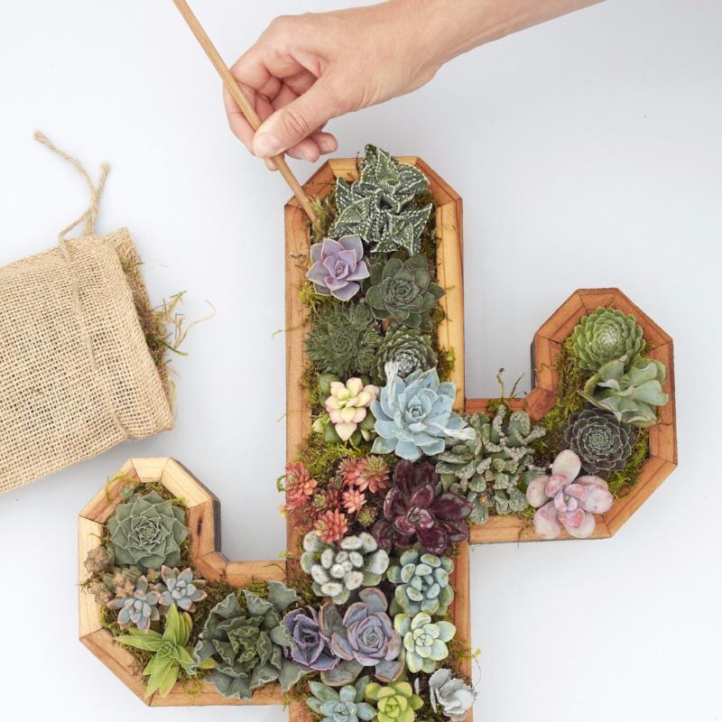 Redwood Cactus Kit