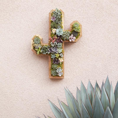 Redwood Cactus Kit