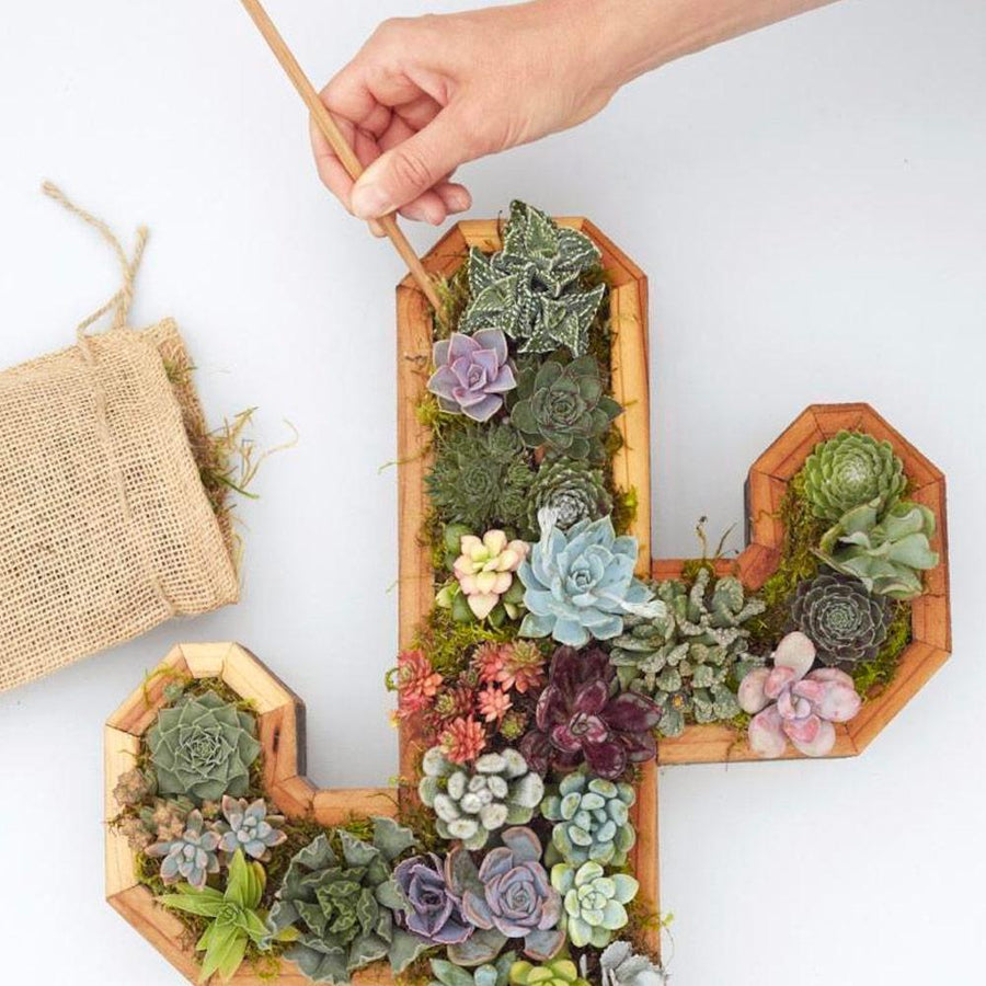 Workshop: Planting your Succulent Kit