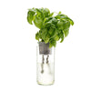 Eco Planter - Basil