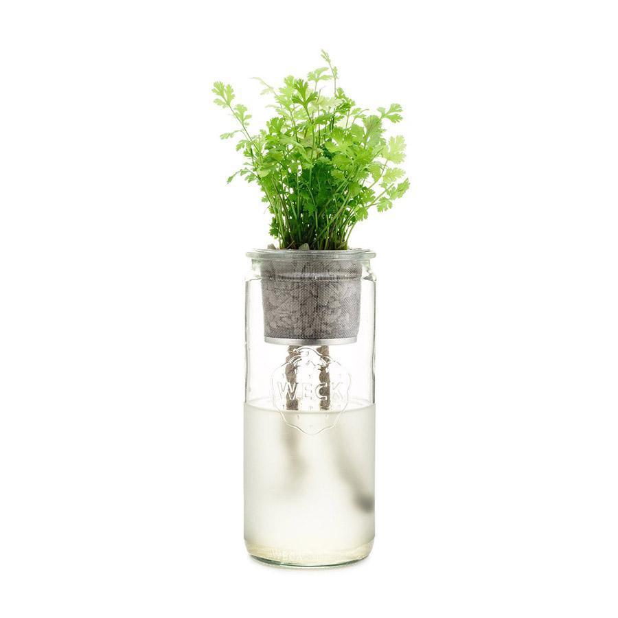 Eco Planter - Cilantro (Coriander)