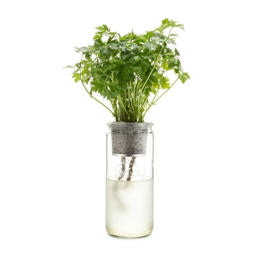 Eco Planter - Parsley