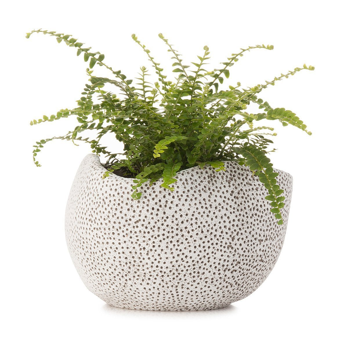 Coral Planter