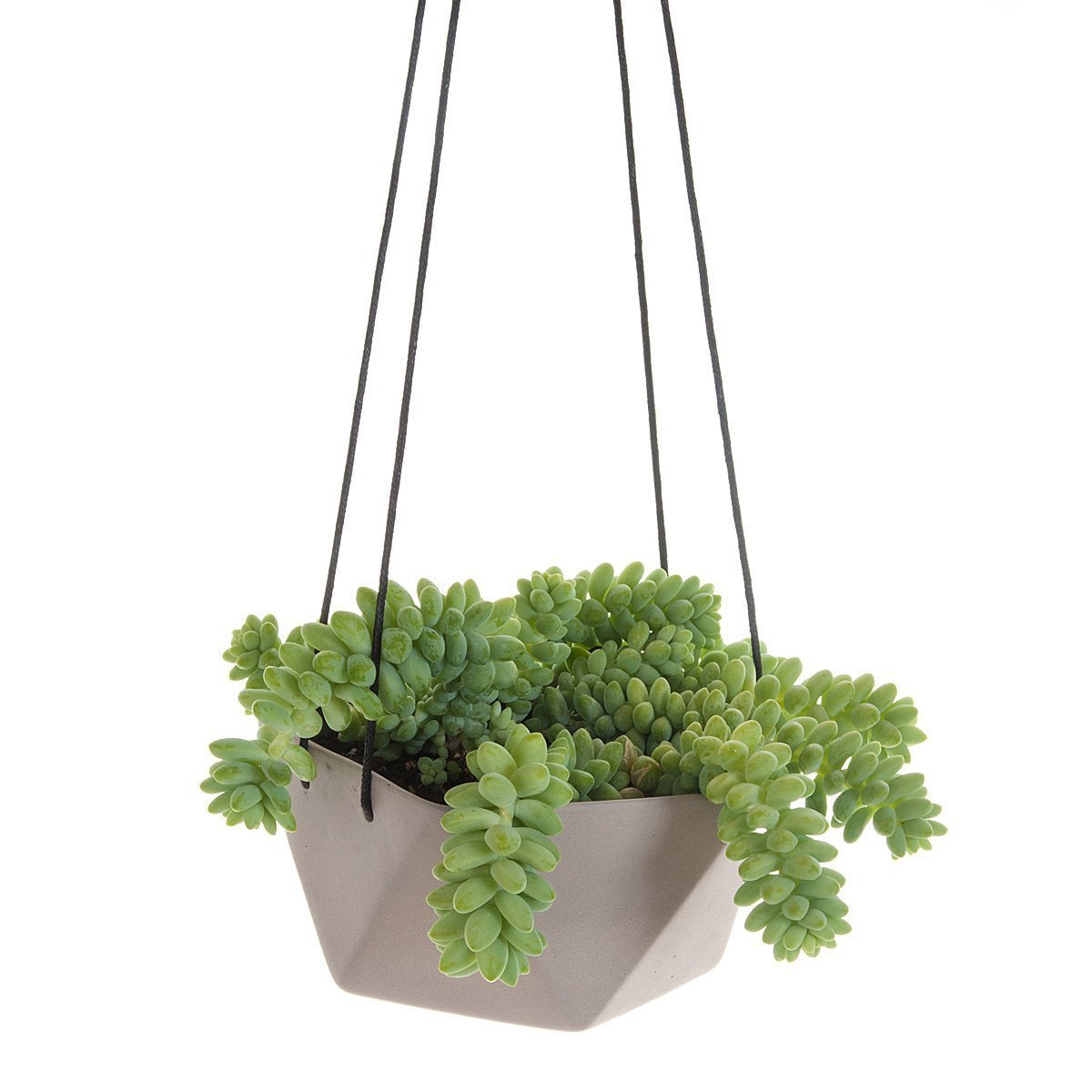 Geo Succulents Hanging Planter