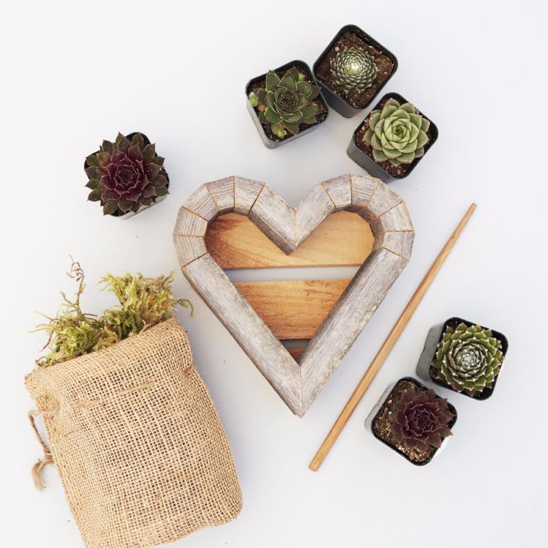 Redwood Succulent Heart Kit