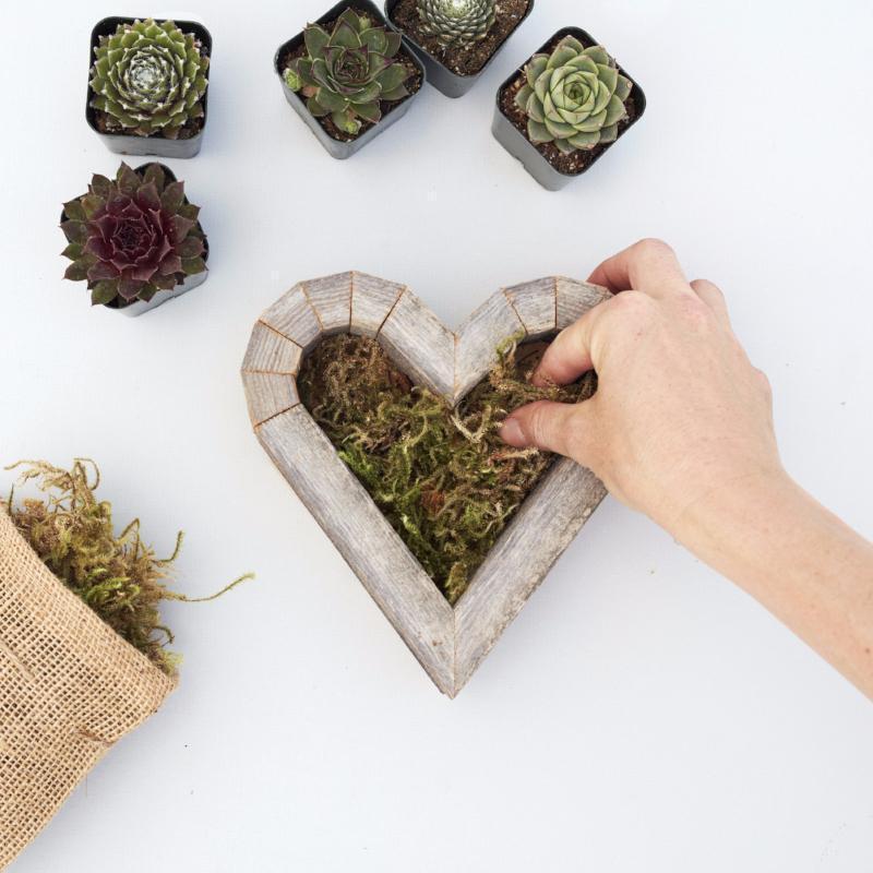 Redwood Succulent Heart Kit