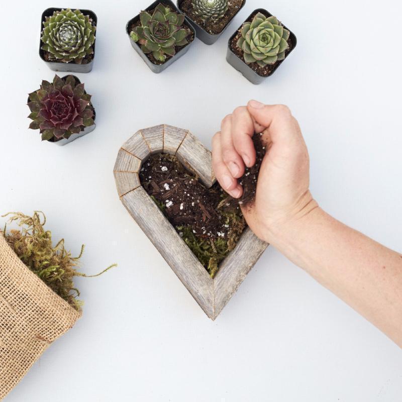 Redwood Succulent Heart Kit