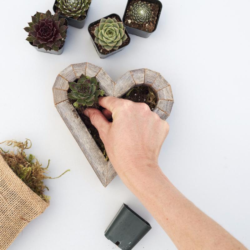 Redwood Succulent Heart Kit