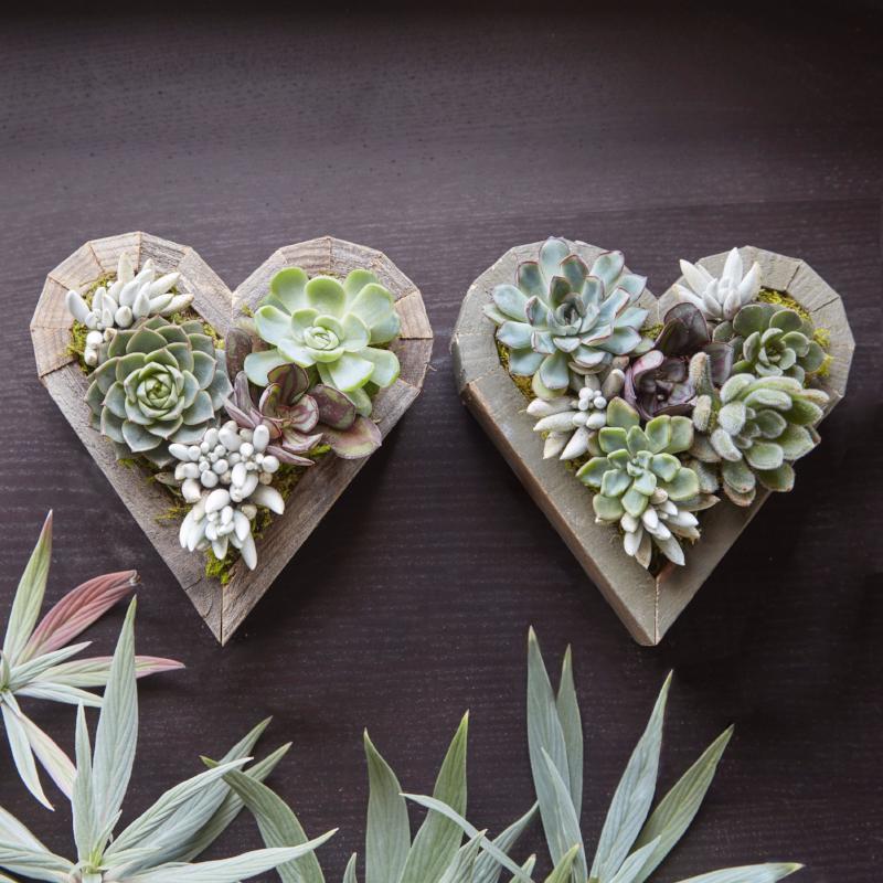 Redwood Succulent Heart Kit