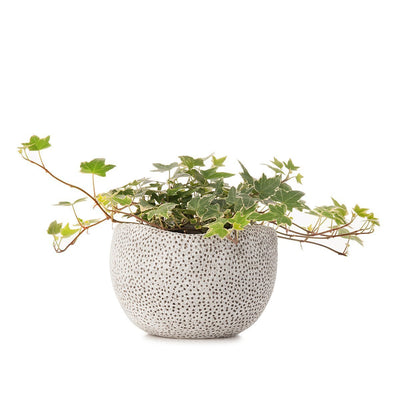 Coral Planter