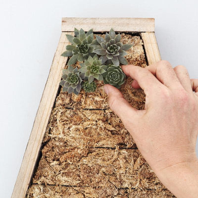 Redwood Large Letter Kit