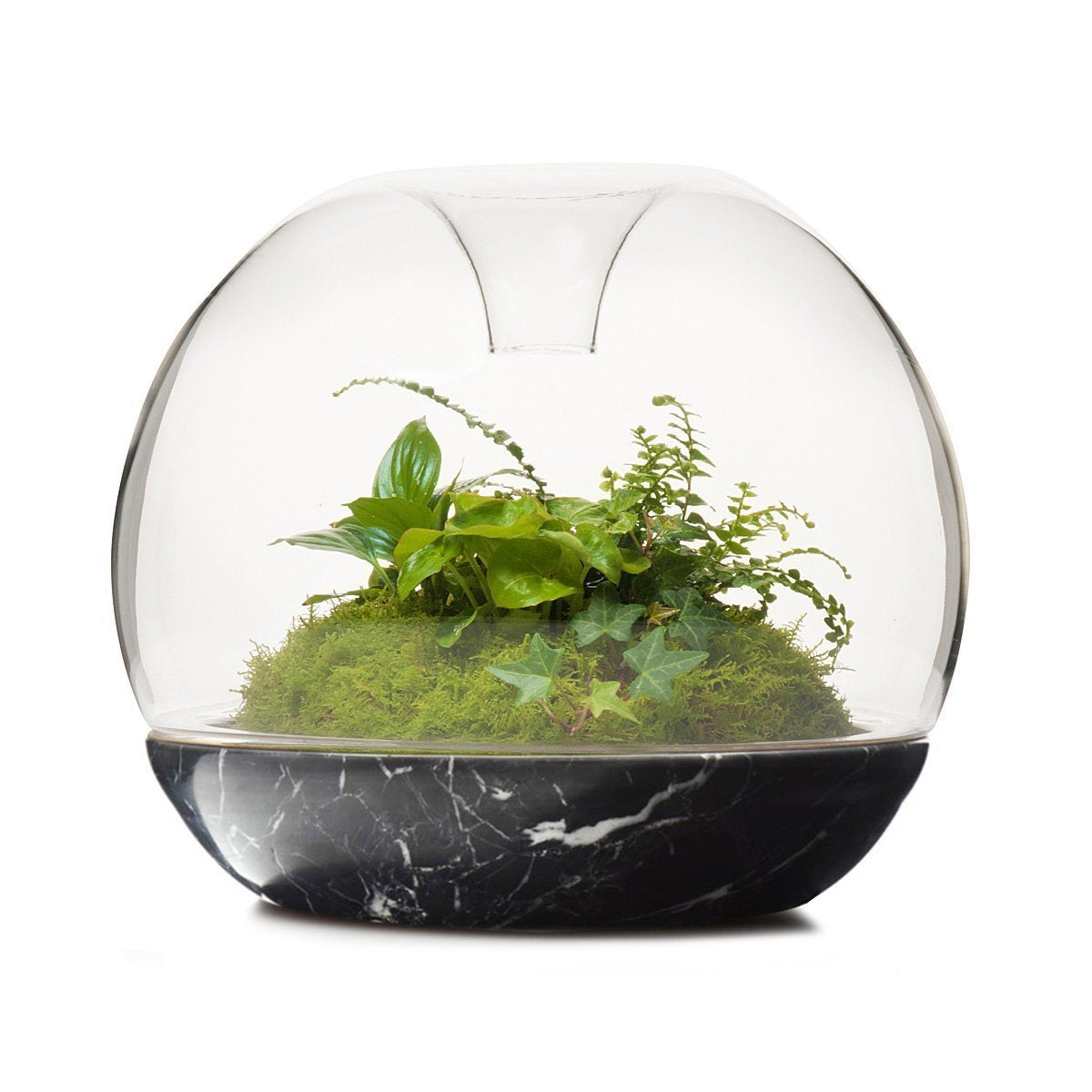 Biodome Rainforest Terrarium