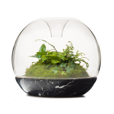 Biodome Rainforest Terrarium