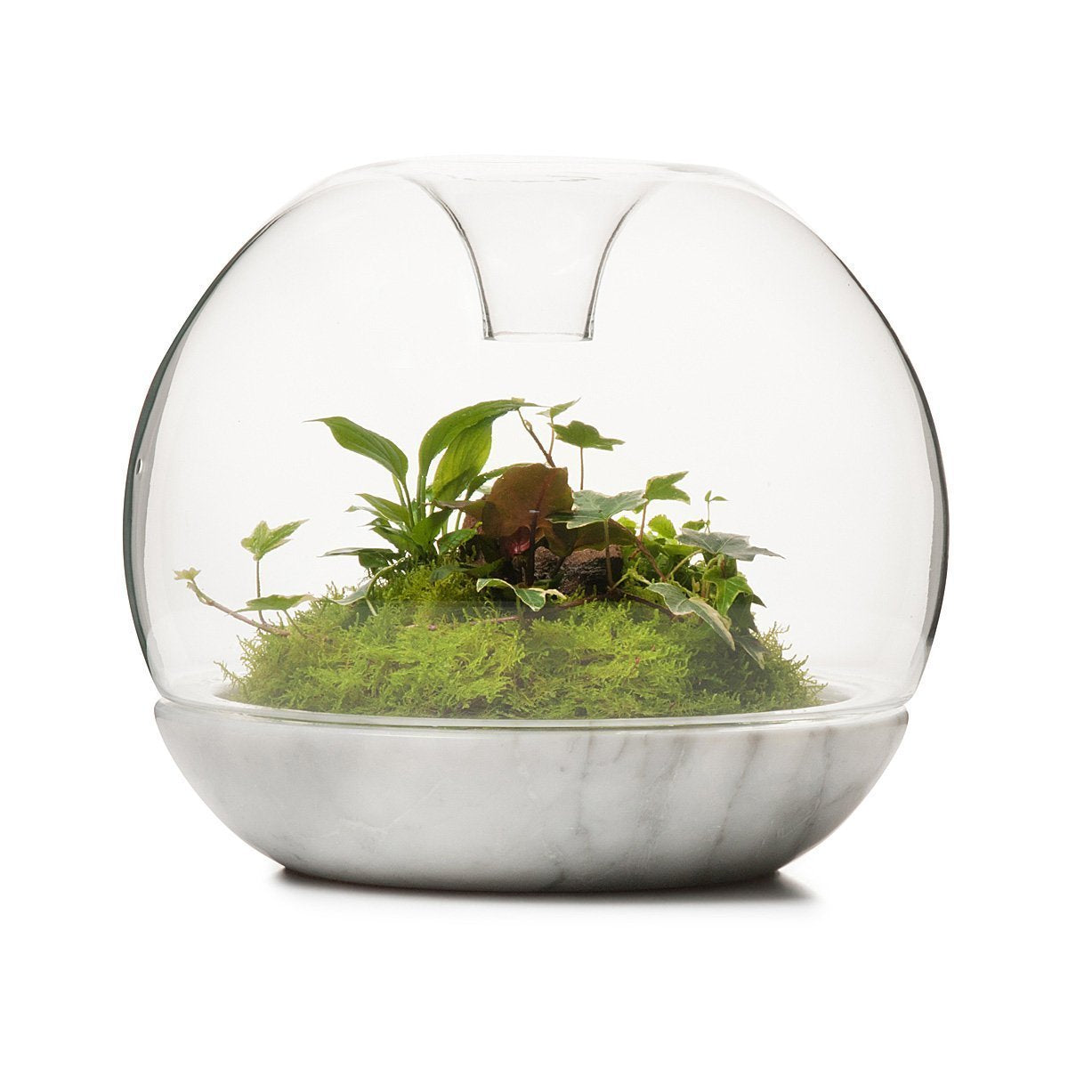 Biodome Rainforest Terrarium