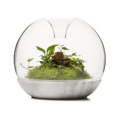 Biodome Rainforest Terrarium