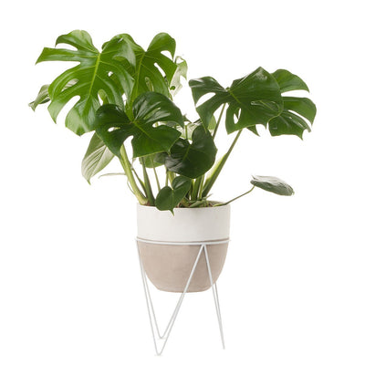 Bat Flower Concrete Planter With Stand