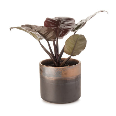 Philadendron Congo Bronze Planter