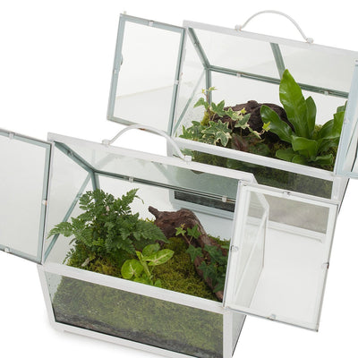 Rainforest Glasshouse Terrarium