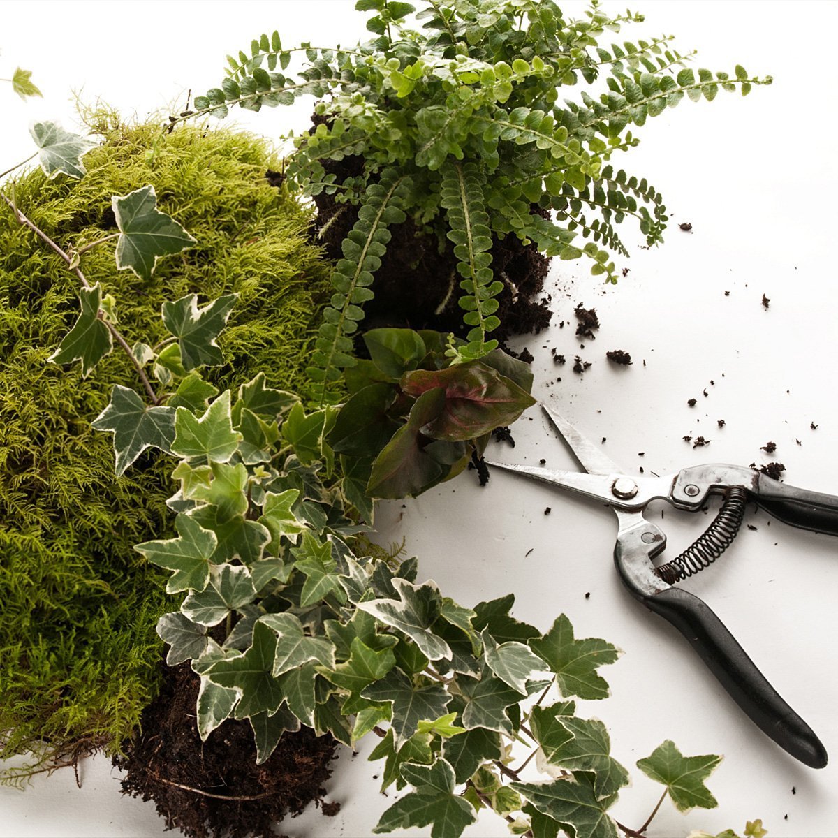 Terrarium Replanting Service