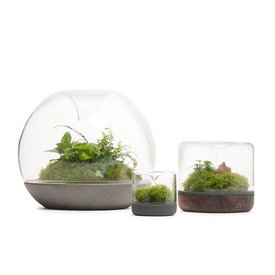 Sanctuary Rainforest Terrarium - Cork