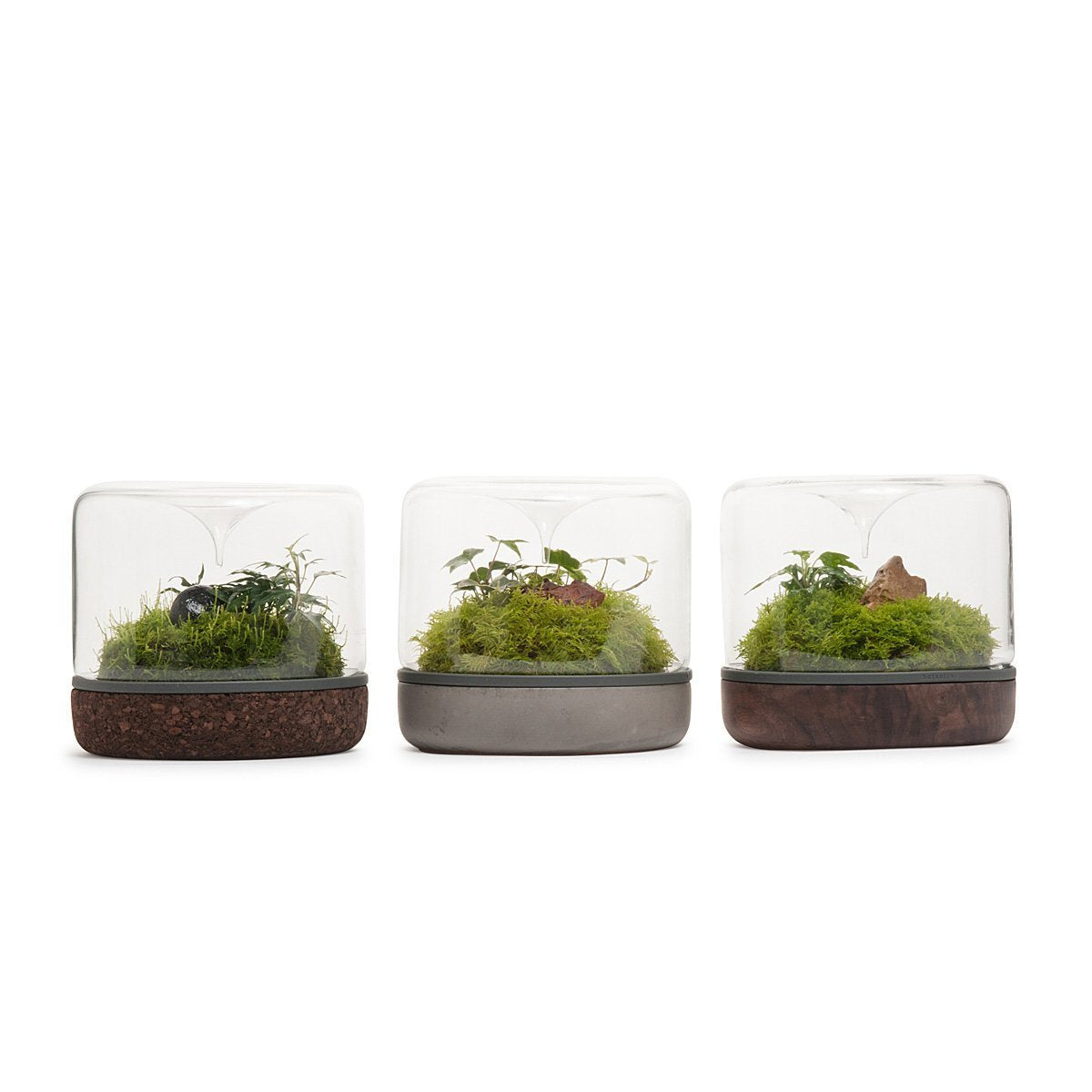 Sanctuary Rainforest Terrarium - Cork