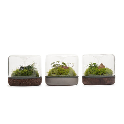Sanctuary Rainforest Terrarium - Cork