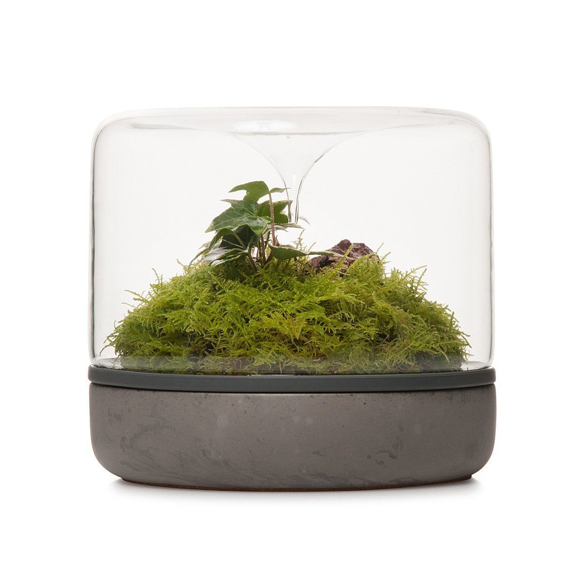 Sanctuary Rainforest Terrarium - Concrete