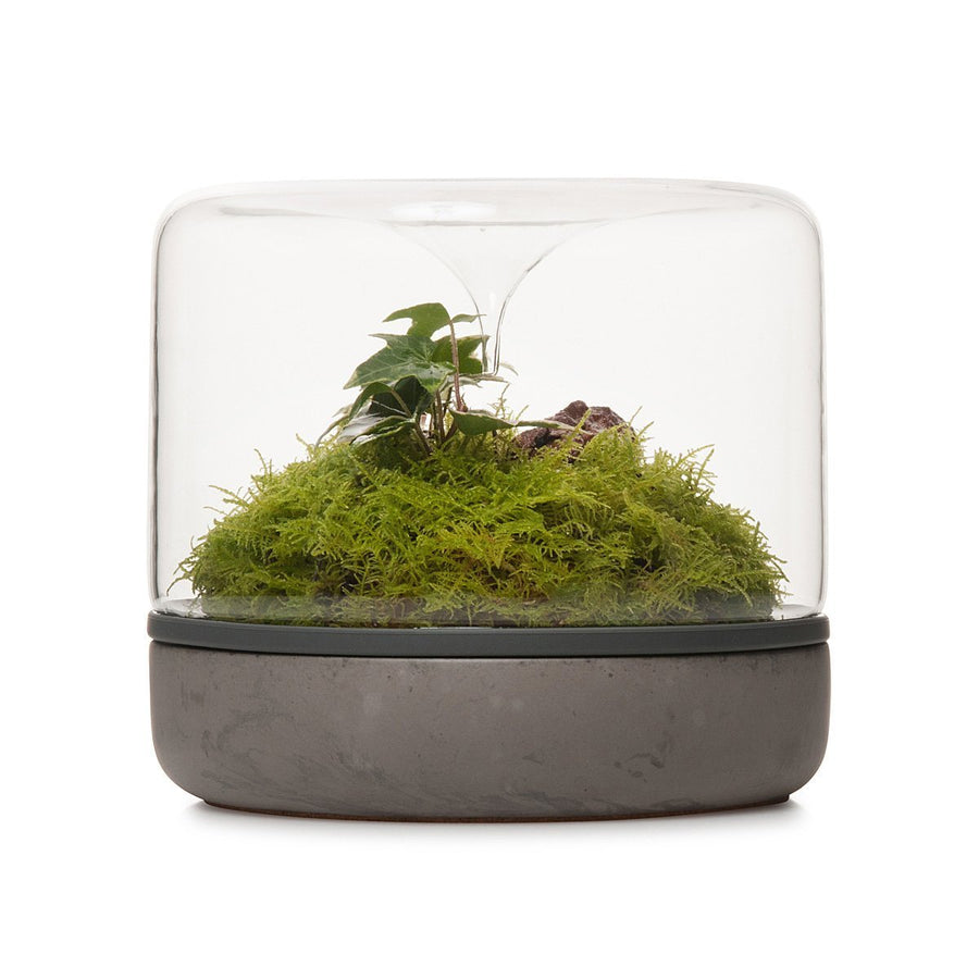Sanctuary Rainforest Terrarium - Concrete