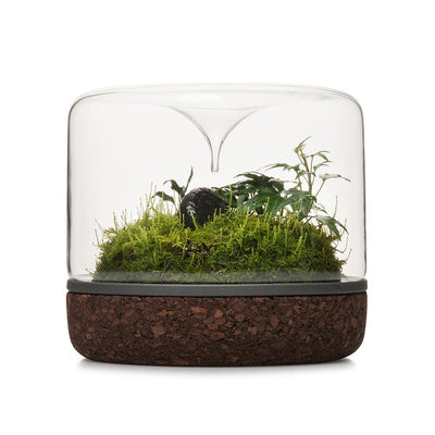 Sanctuary Rainforest Terrarium - Cork