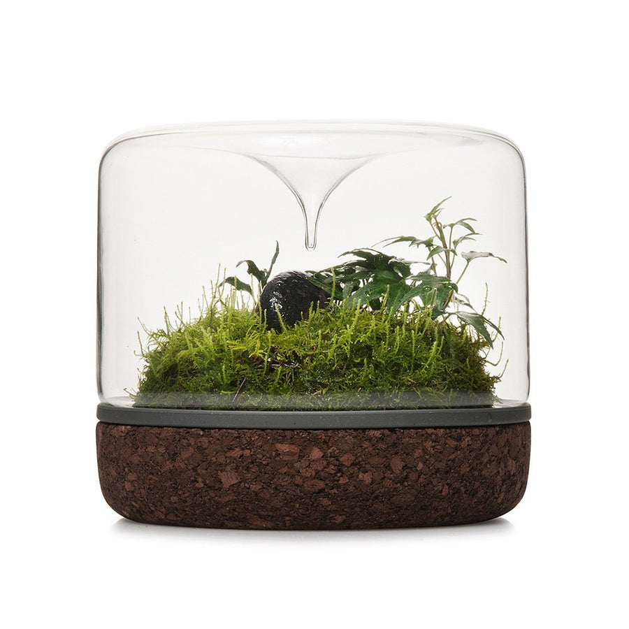Sanctuary Rainforest Terrarium - Cork