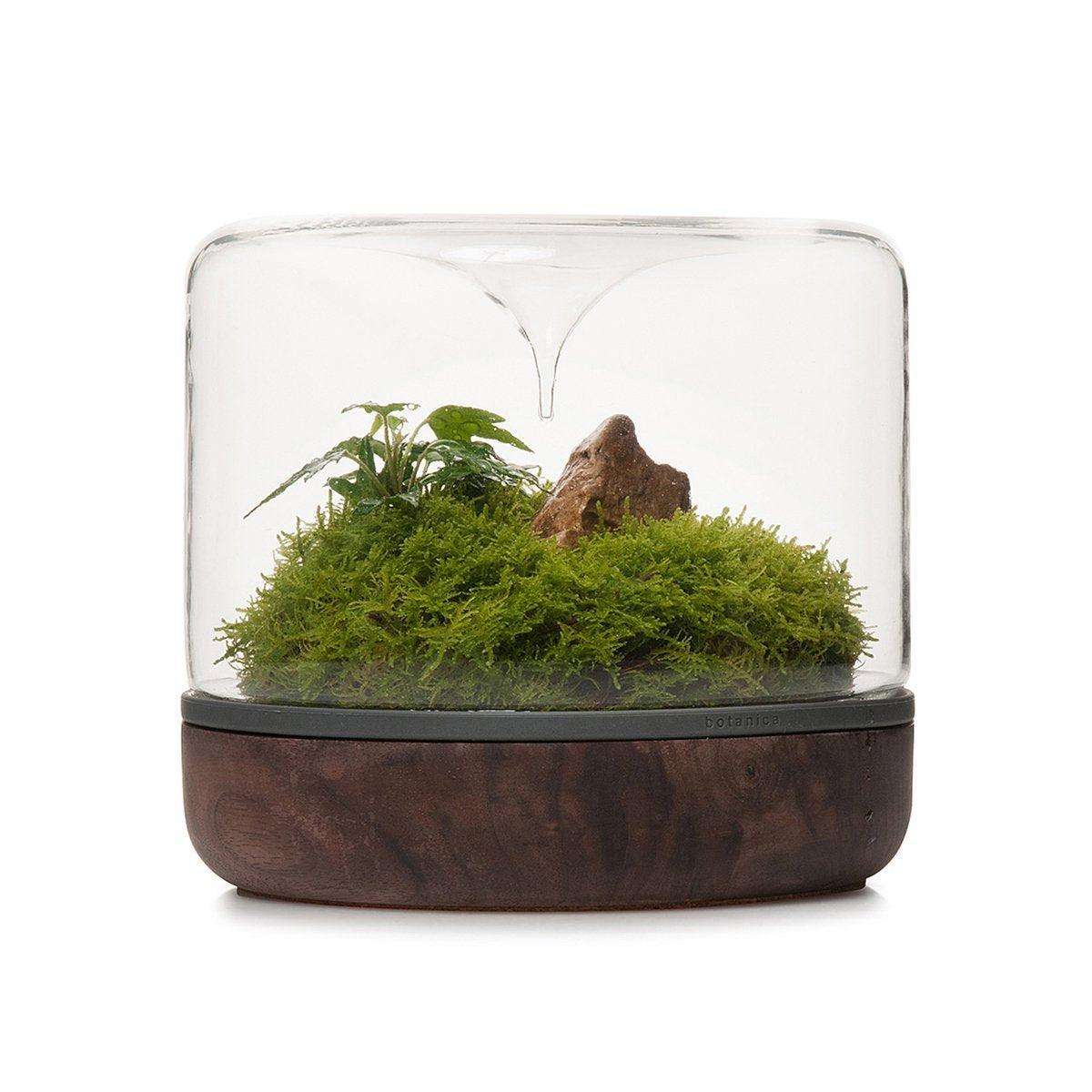 Sanctuary Rainforest Terrarium - Walnut