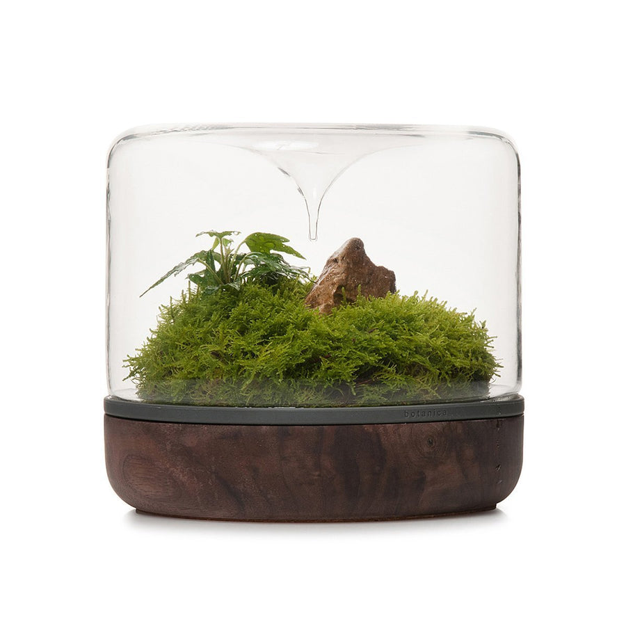 Sanctuary Rainforest Terrarium - Walnut