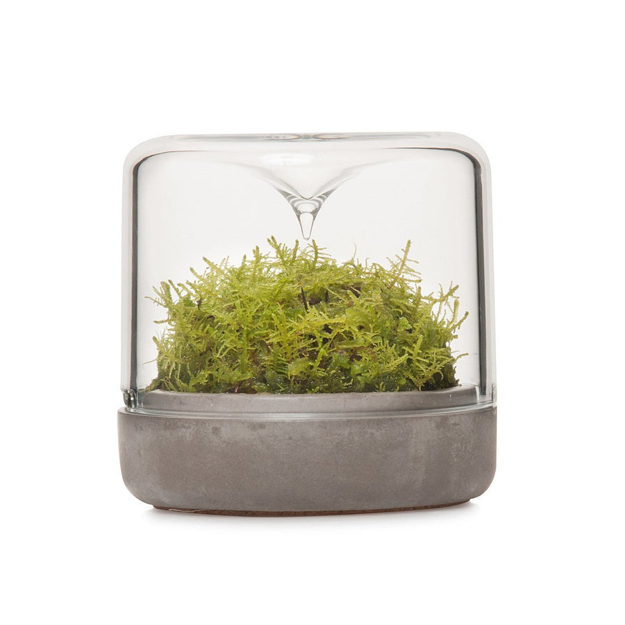 Small Sanctuary Rainforest Terrarium - Concrete