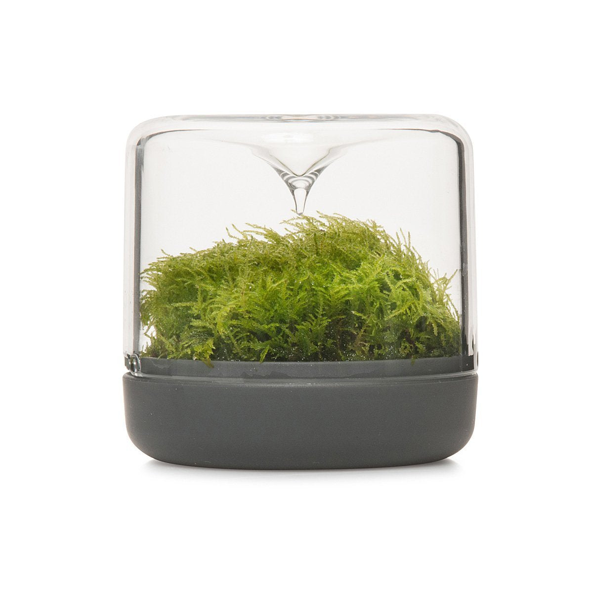 Sanctuary Rainforest Terrarium - Charcoal
