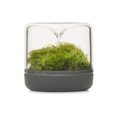Sanctuary Rainforest Terrarium - Charcoal