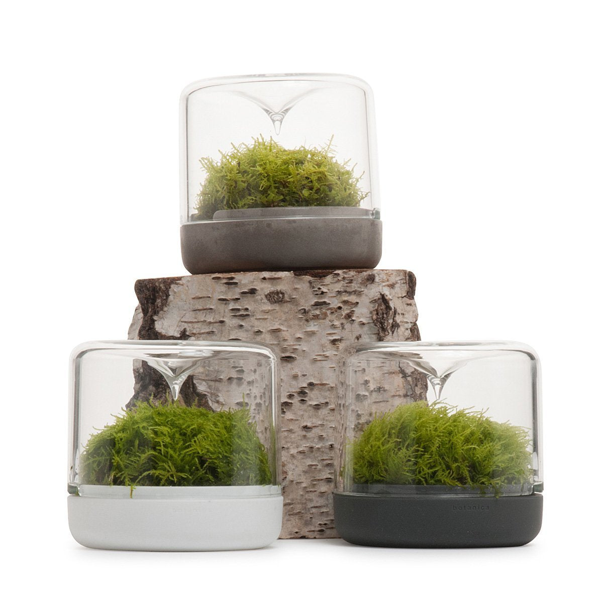 Sanctuary Rainforest Terrarium - White