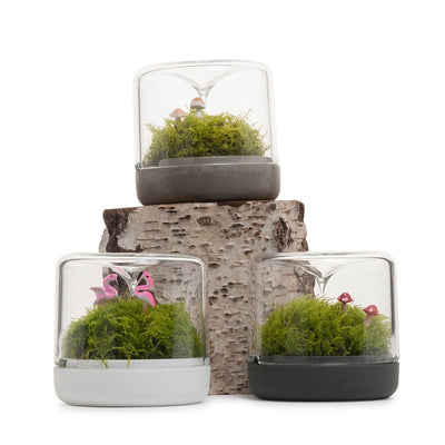 Small Sanctuary Rainforest Terrarium - Concrete