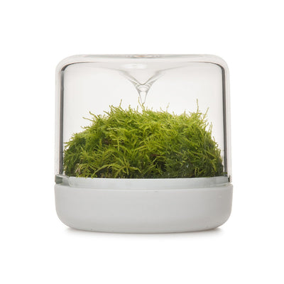 Sanctuary Rainforest Terrarium - White