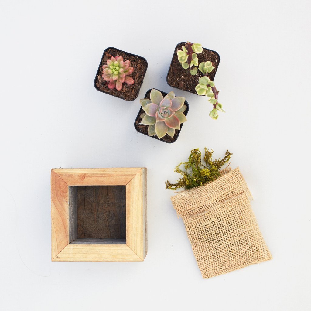 Small Succulent Planter