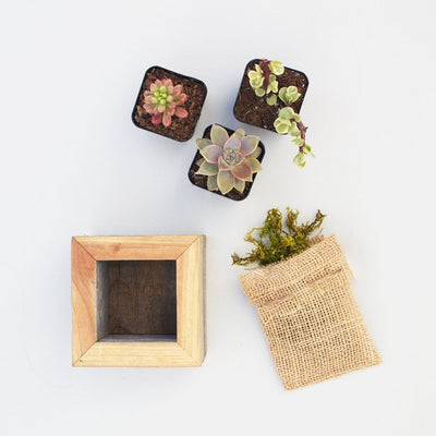 Small Succulent Planter