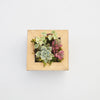 Small Succulent Planter