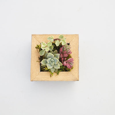 Small Succulent Planter