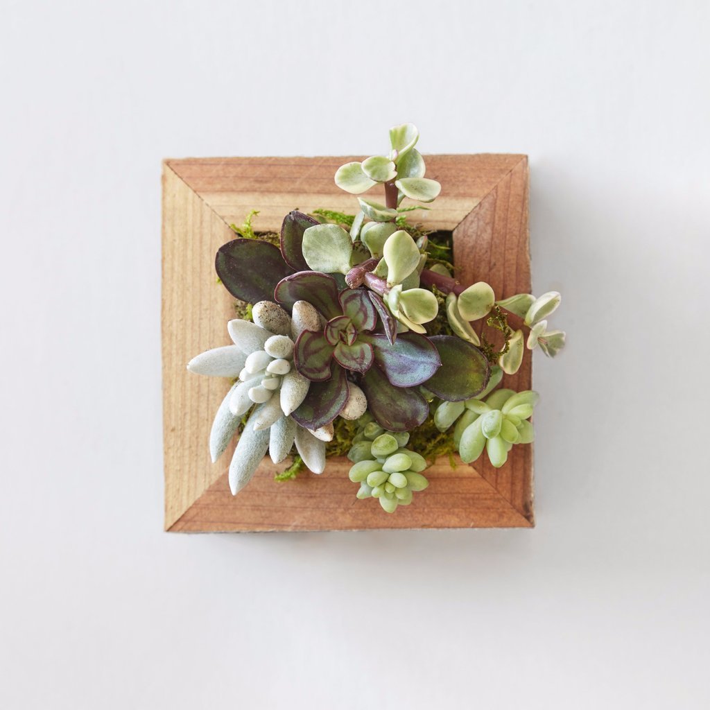 Small Succulent Planter