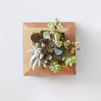 Small Succulent Planter