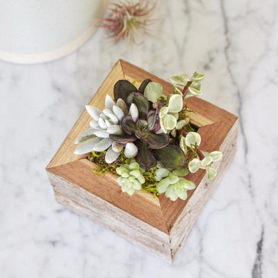 Small Succulent Planter