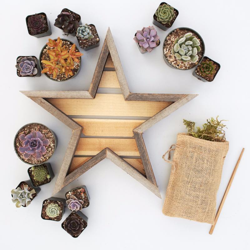 Redwood Succulent Star Planter Kit