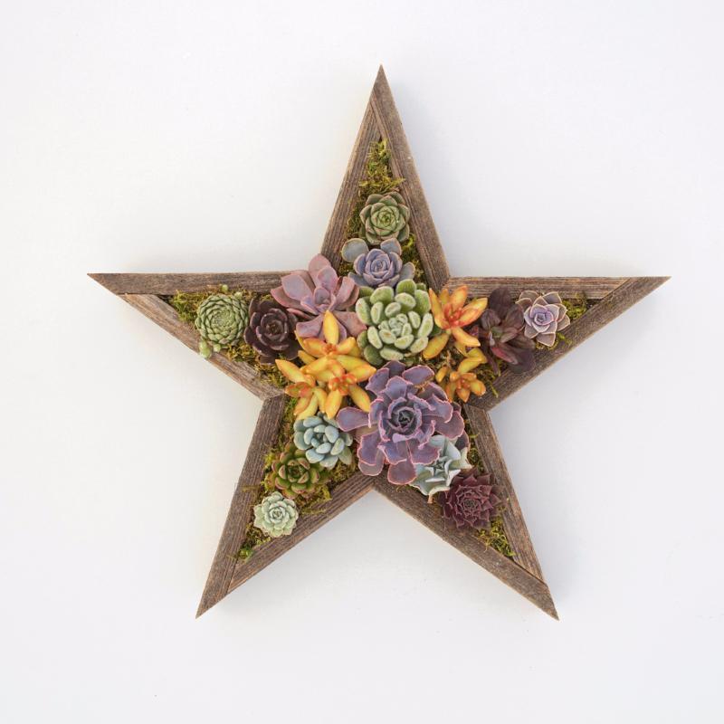 Redwood Succulent Star Planter Kit