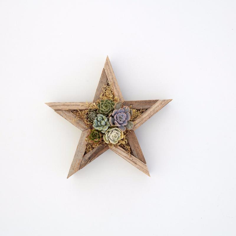 Redwood Succulent Star Planter Kit